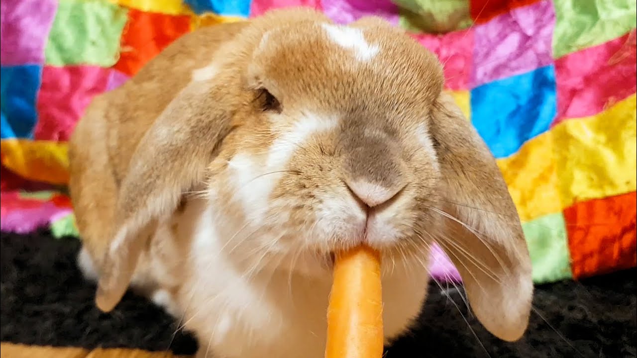 brown bunny eating carrot